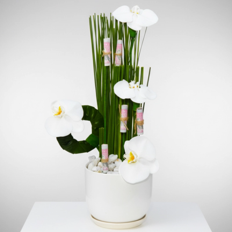 Phalaenopsis White Plant